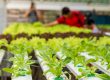 SEO Hydroponics, Vertical Farming, & Aquaponics Businesses Florida