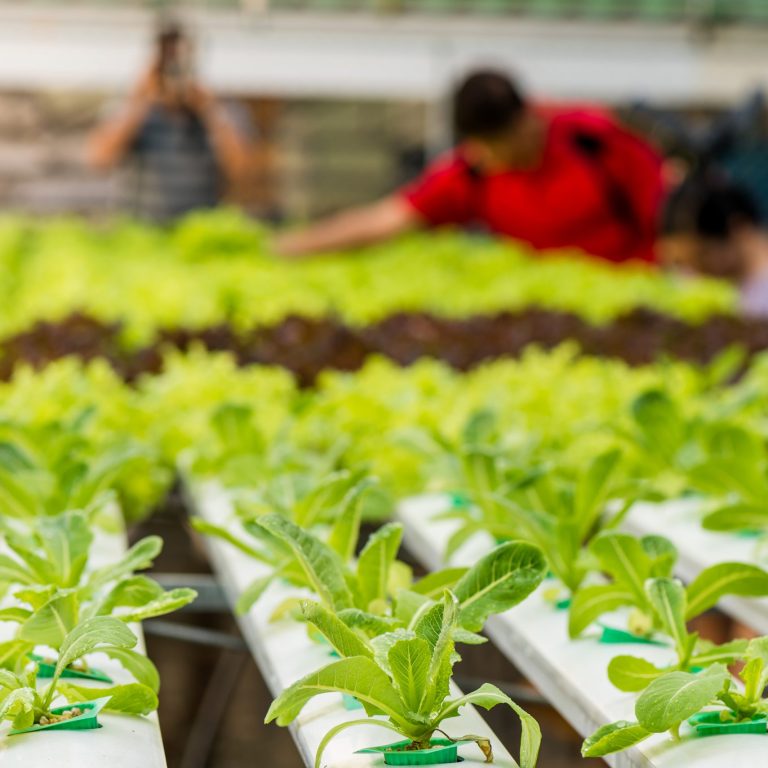 SEO Hydroponics, Vertical Farming, & Aquaponics Businesses Florida